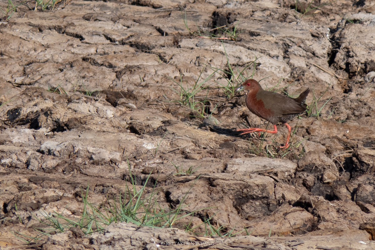 Ruddy-breasted Crake - Kittakorn Inpang