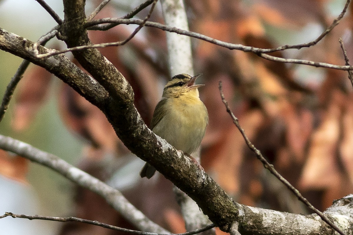 Worm-eating Warbler - Martin Wall