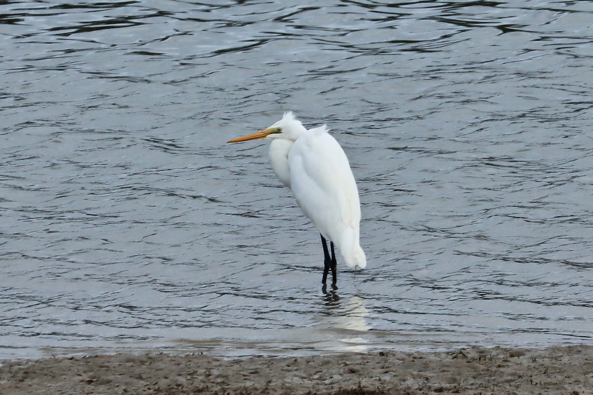 Great Egret - Robert Hamilton