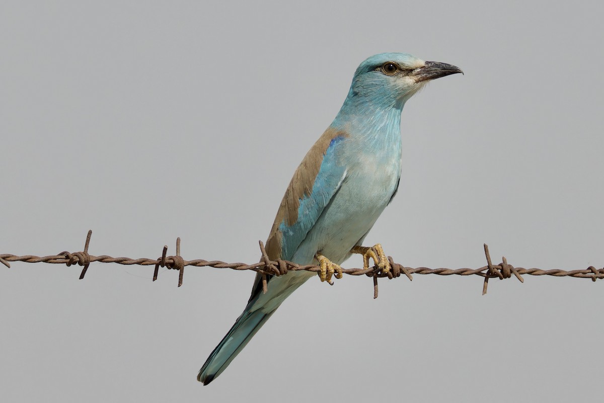 European Roller - Ted Burkett