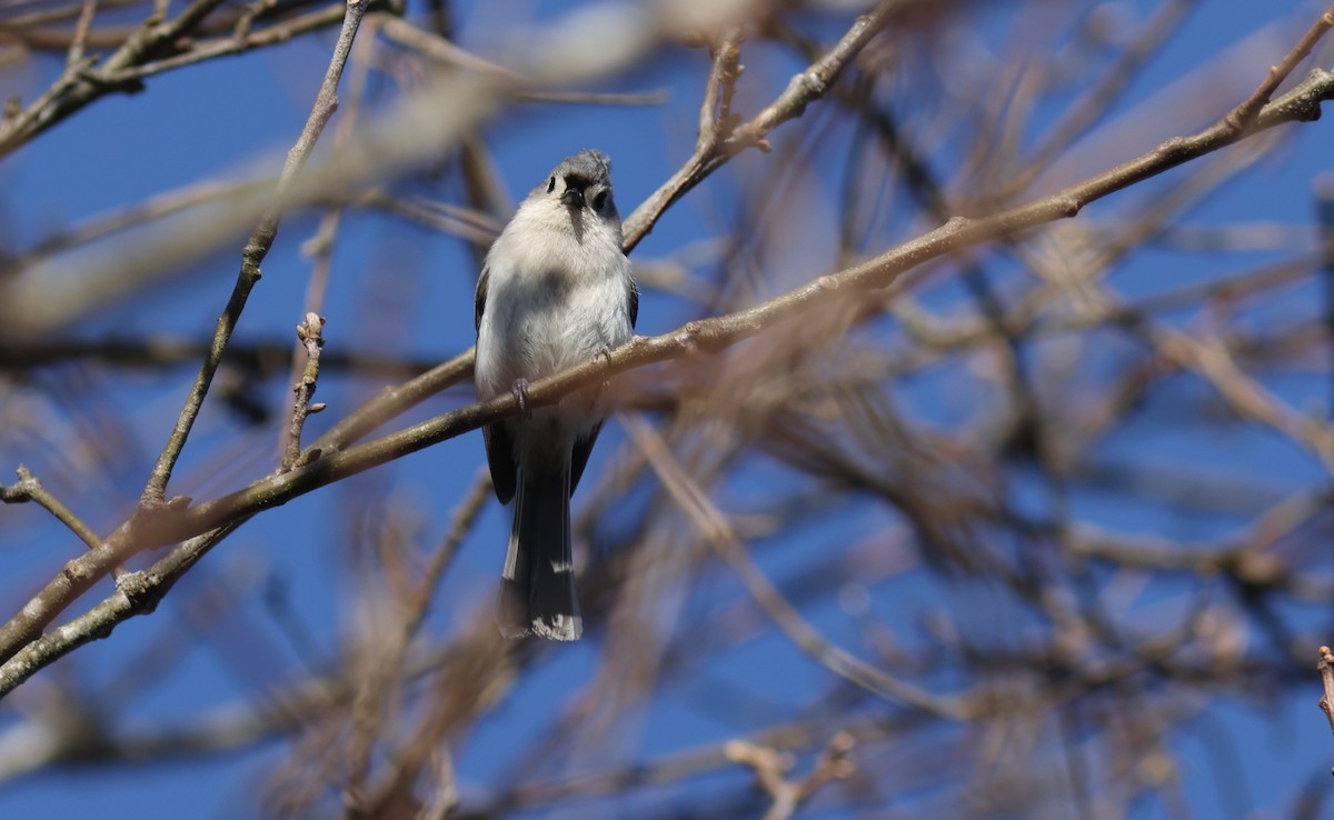 Tufted Titmouse - Sea Williams