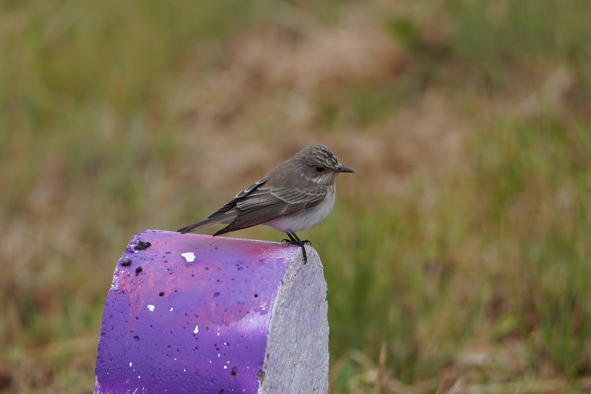 Spotted Flycatcher (Mediterranean) - ML618070887