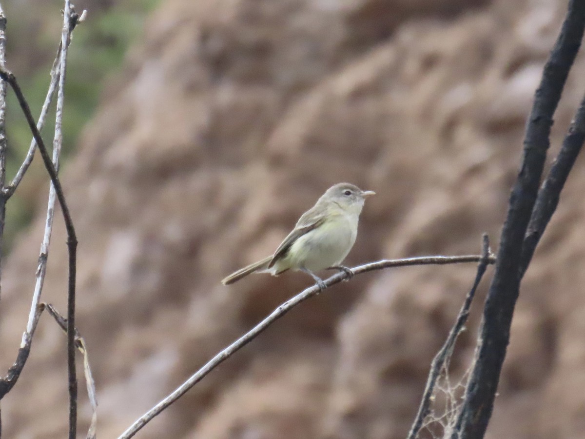 Bell's Vireo (Arizona) - Don Witter