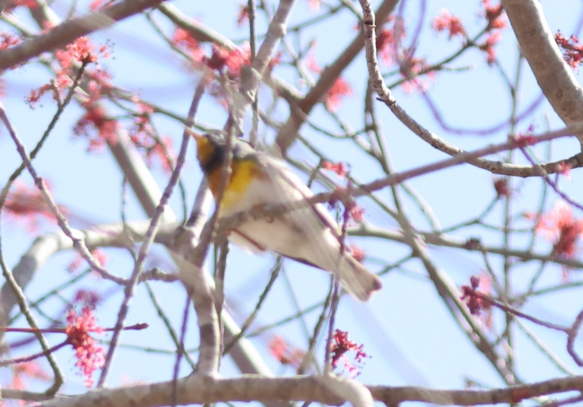 Northern Parula - Sea Williams