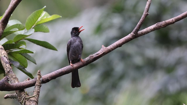 Square-tailed Bulbul (Sri Lanka) - ML618070938