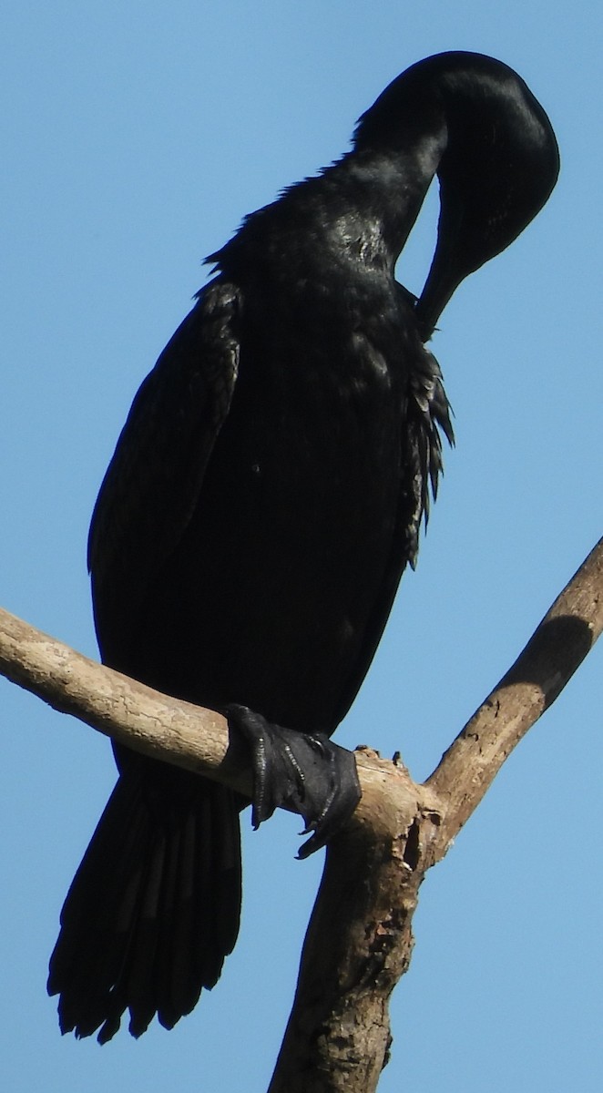 Little Black Cormorant - Suzanne Foley