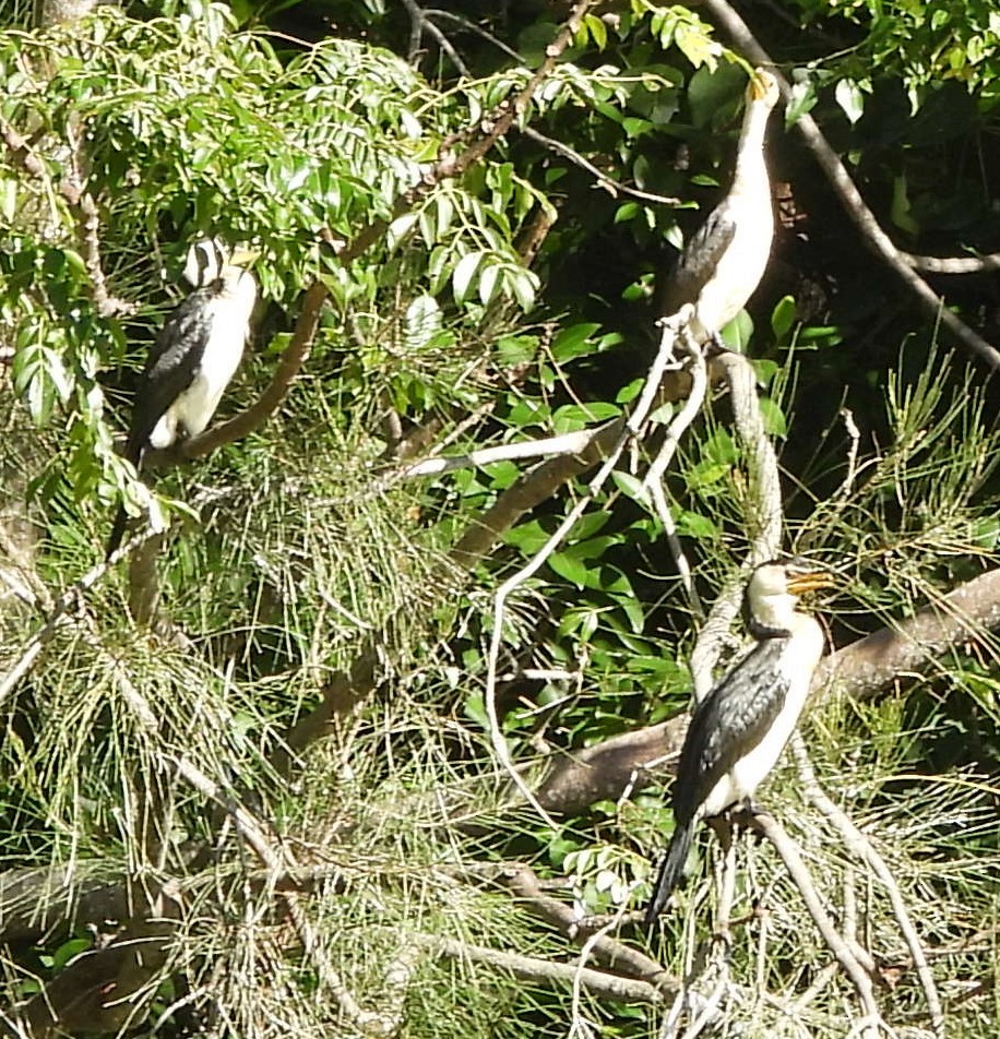 Little Pied Cormorant - ML618070955