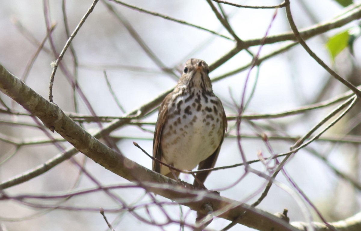 Hermit Thrush - Sea Williams