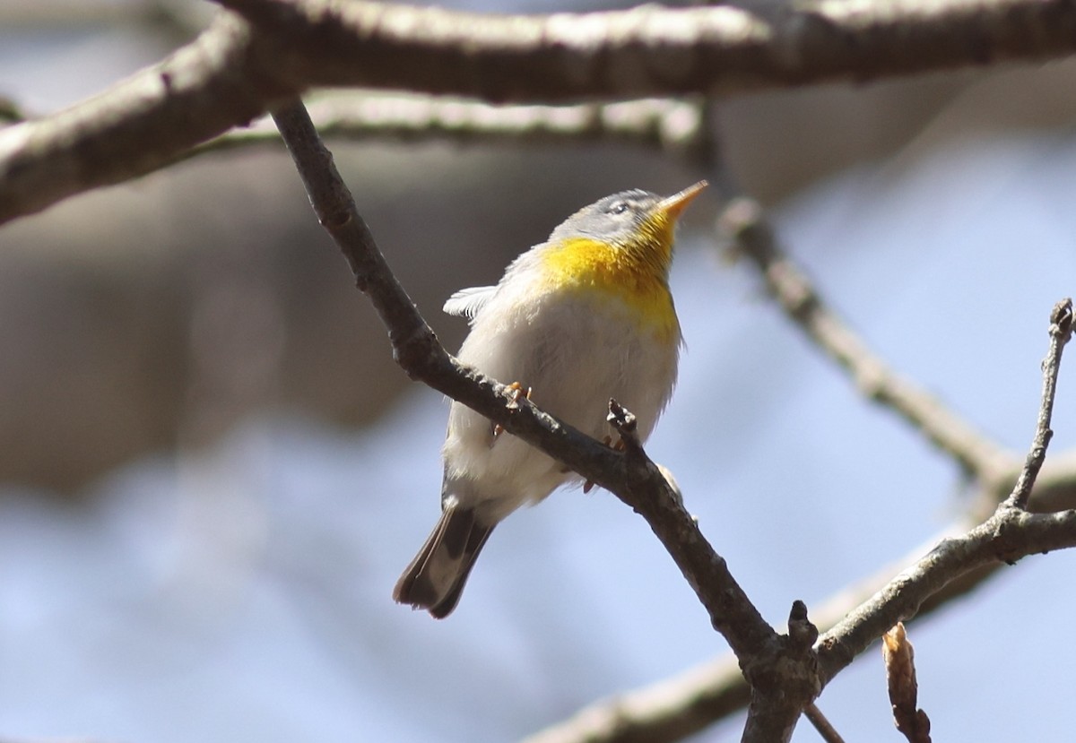 Northern Parula - Sea Williams