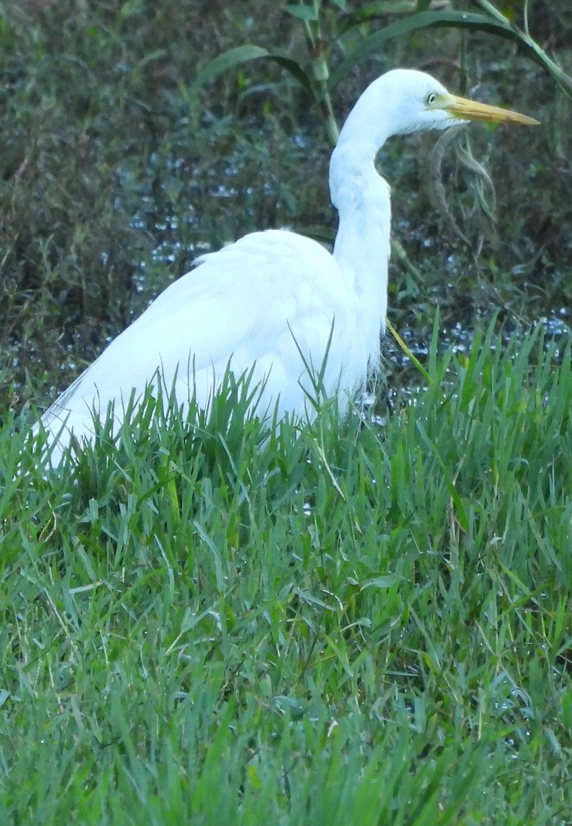 Great Egret - ML618070990