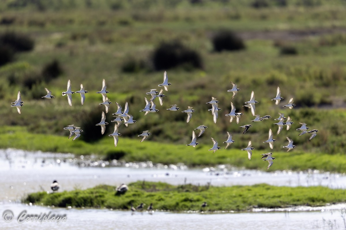 Common Ringed Plover - Fernando del Valle