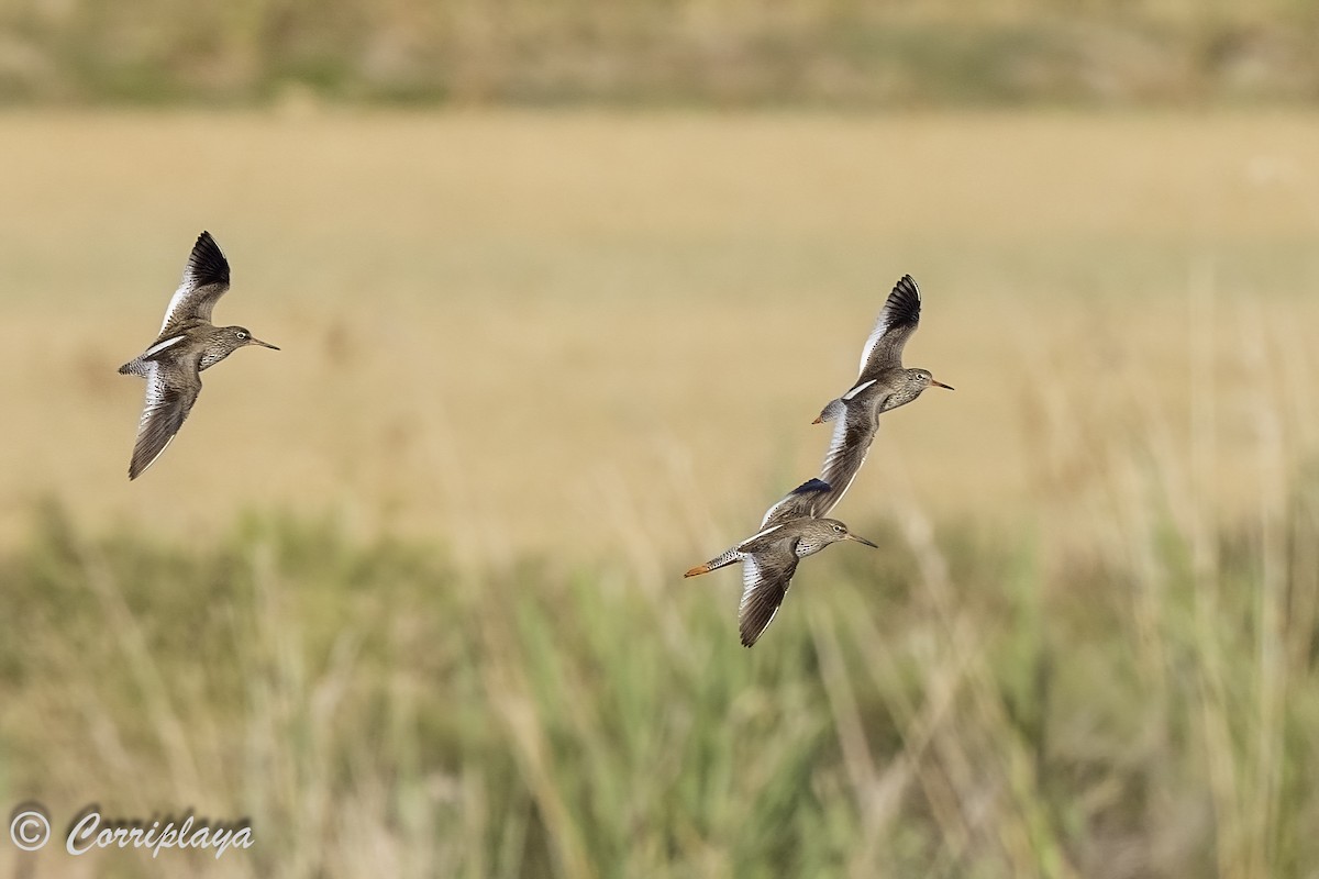 Common Redshank - Fernando del Valle