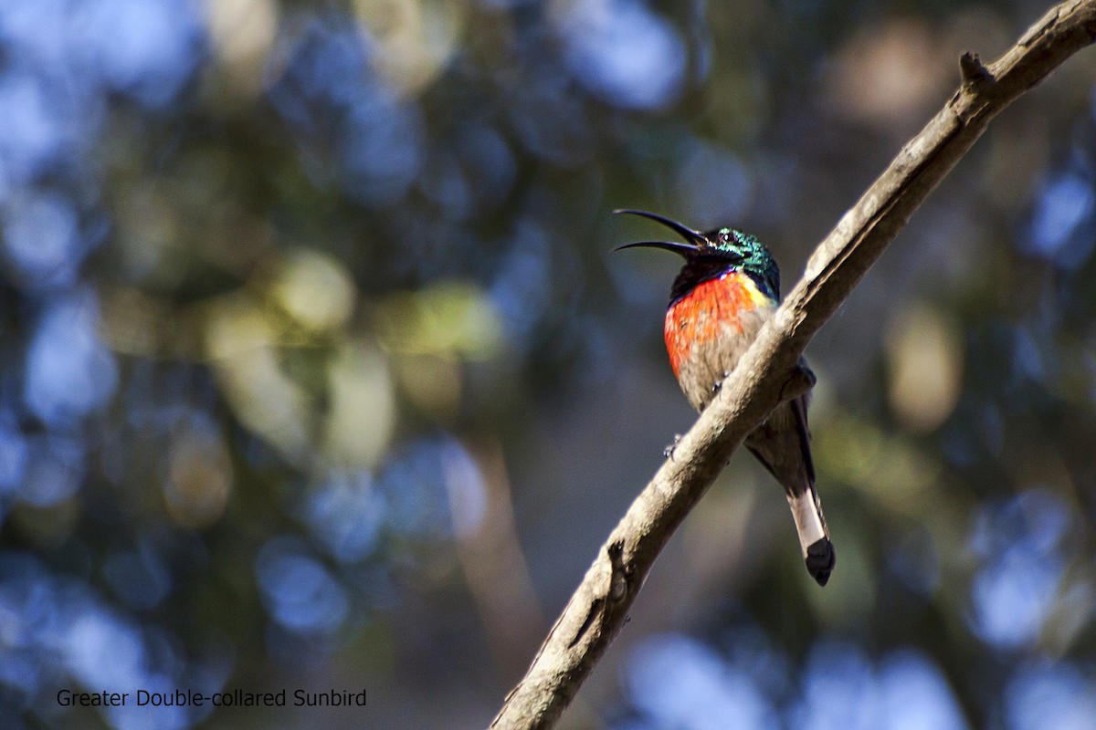 Greater Double-collared Sunbird - ML618071027