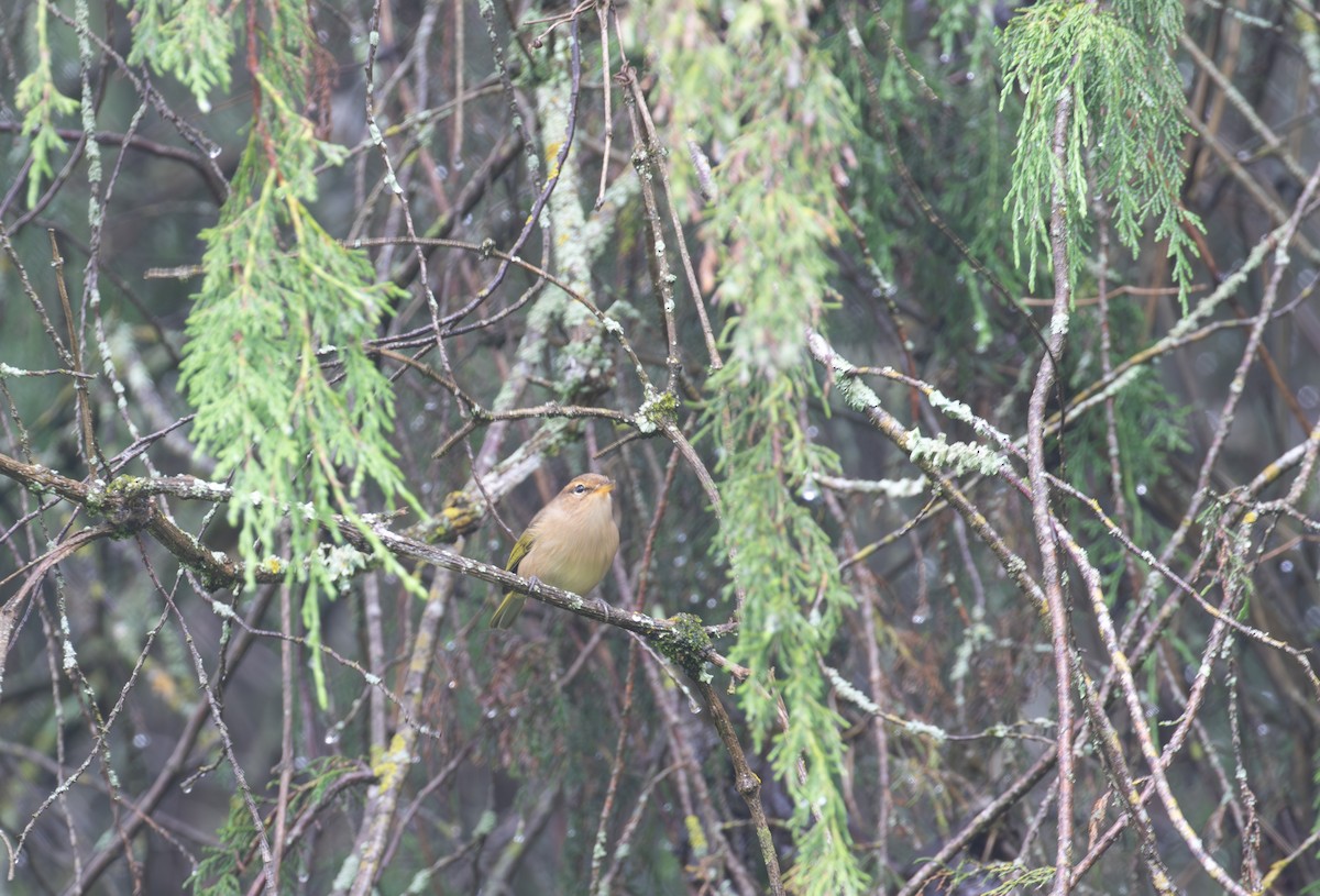 Brown Woodland-Warbler - simon walkley