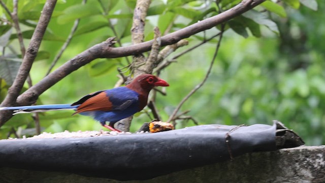 Sri Lanka Blue-Magpie - ML618071034