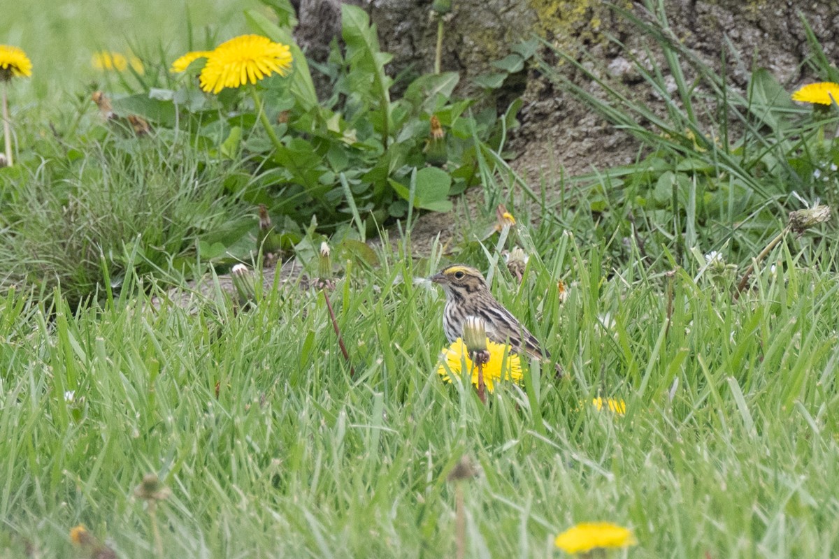 Savannah Sparrow - ML618071037
