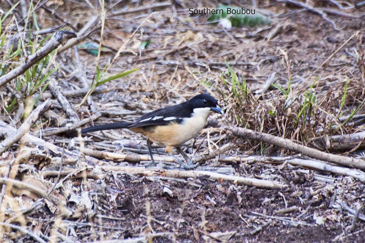 Southern Boubou - Marcel Liebenberg