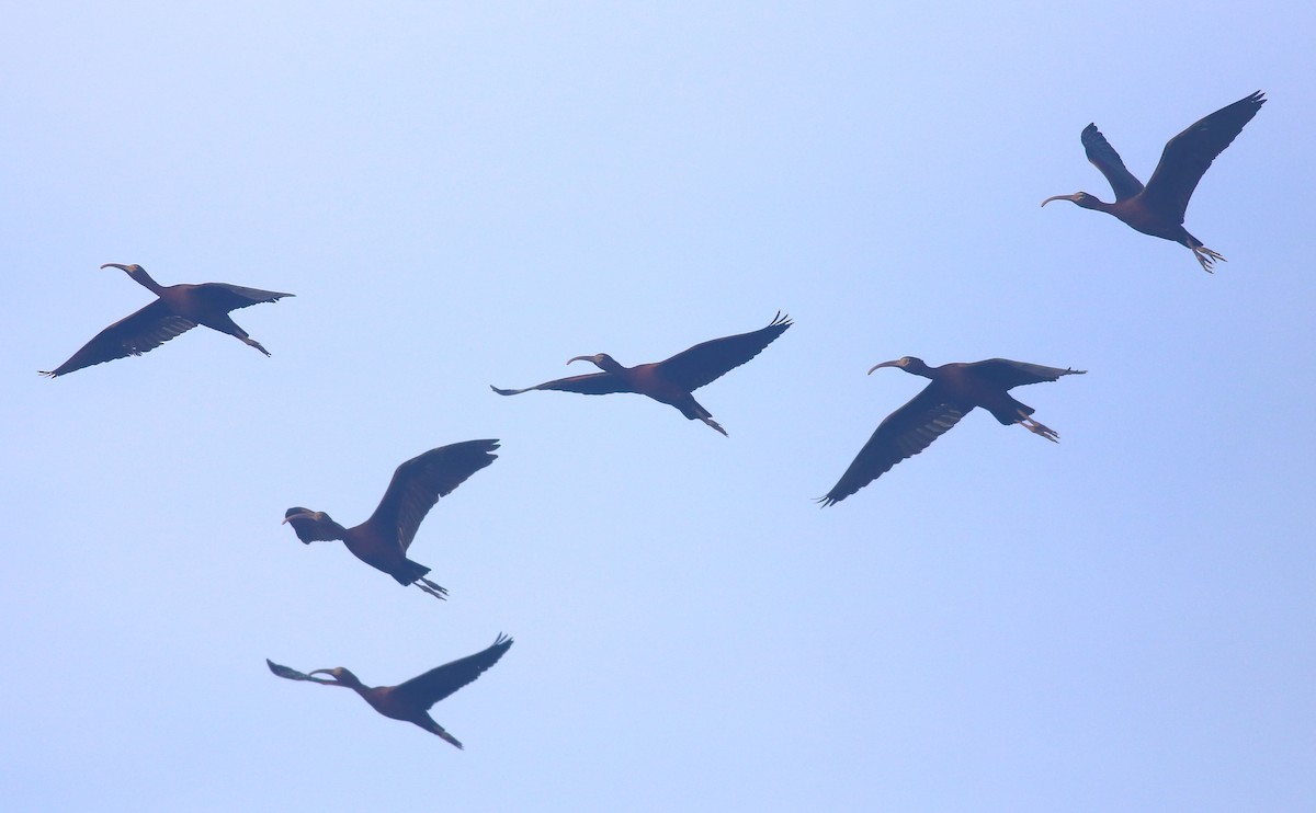 ibis hnědý - ML618071057