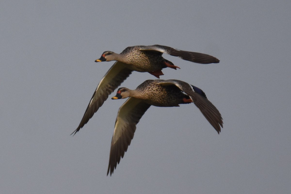 Indian Spot-billed Duck - ML618071065