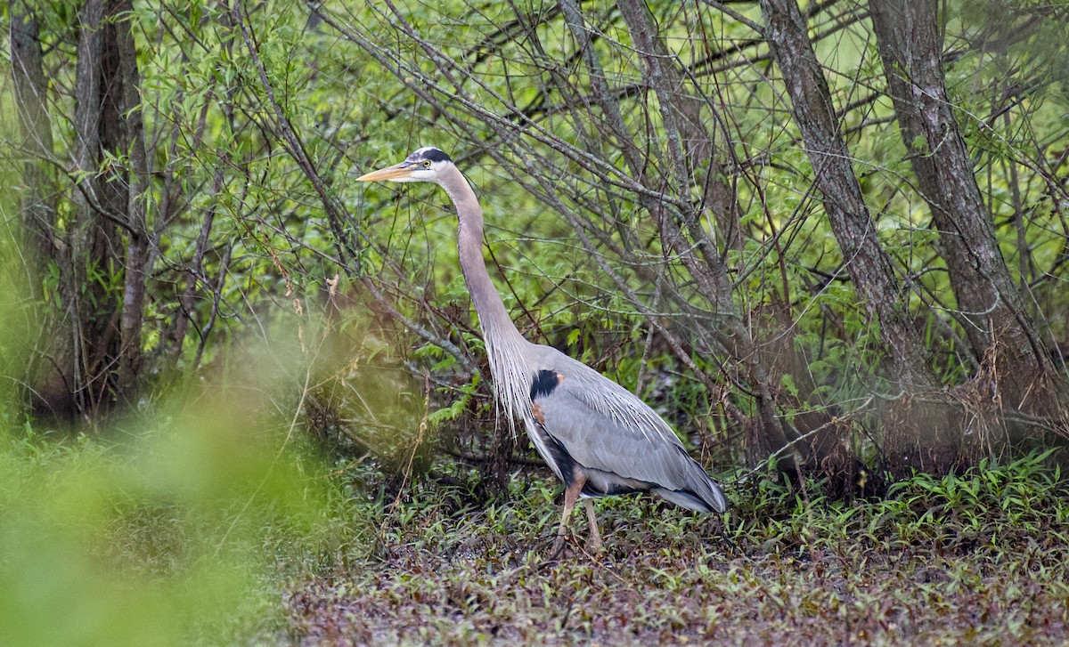 Great Blue Heron - Rickey Shive