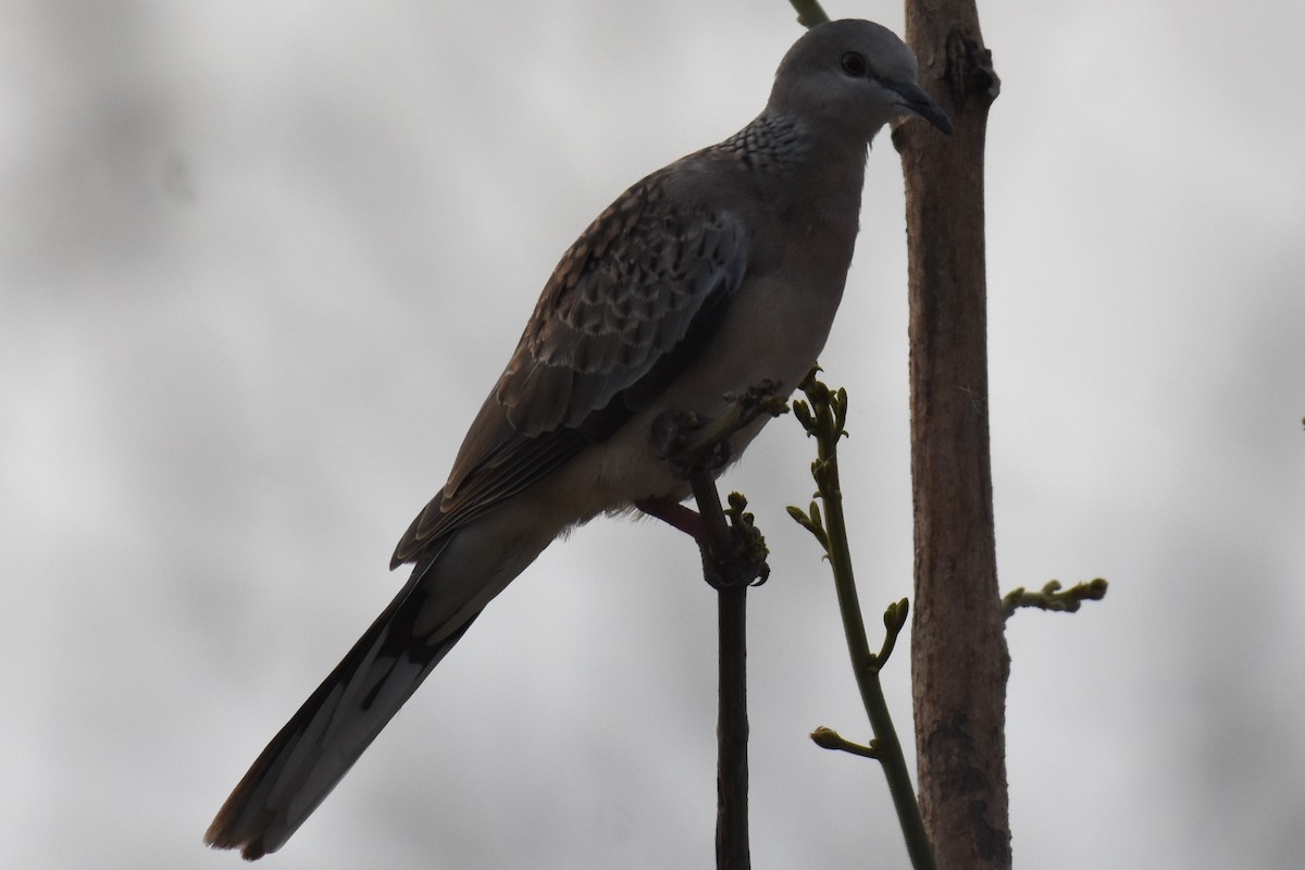 Spotted Dove - ML618071079