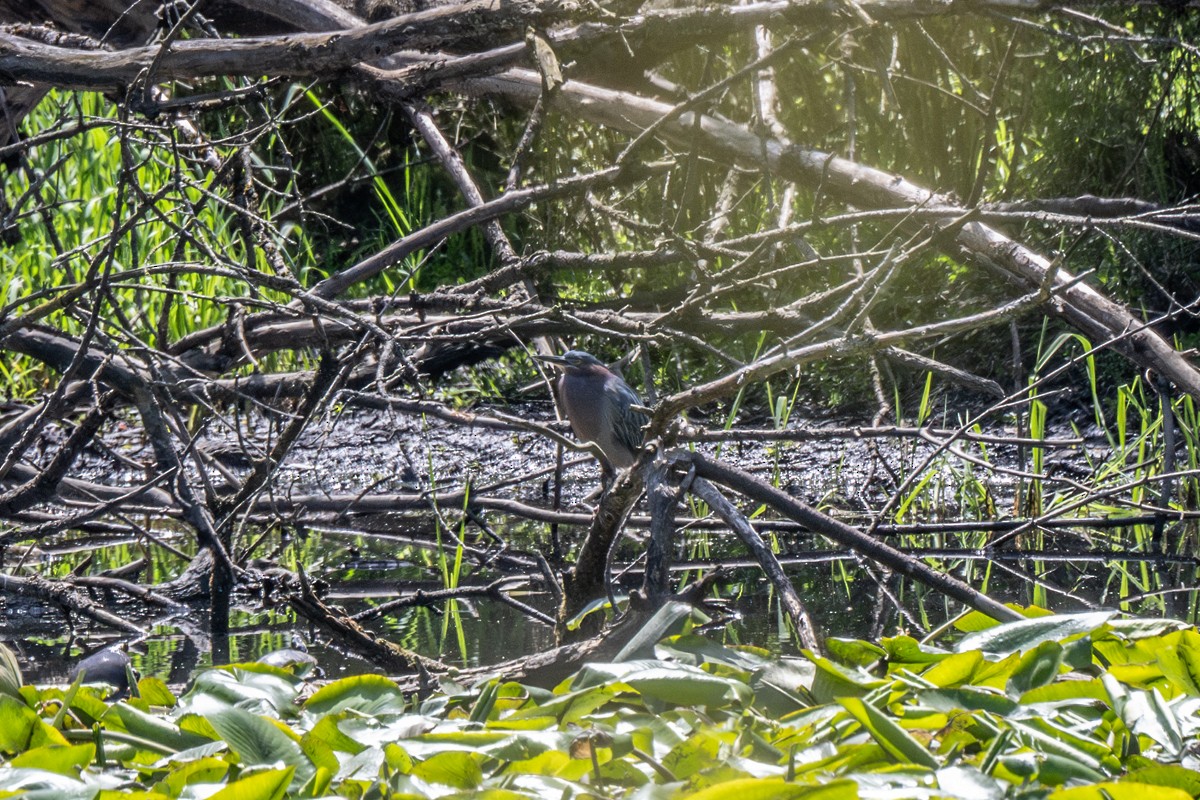 Green Heron - ML618071089