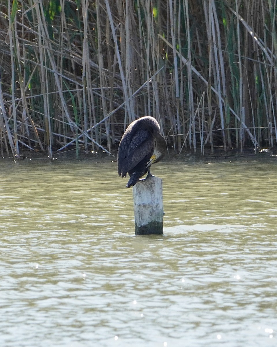 Great Cormorant - ML618071109