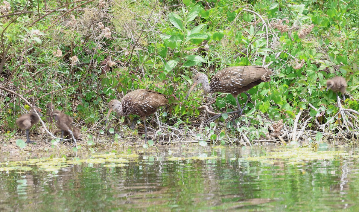 Limpkin - ML618071119