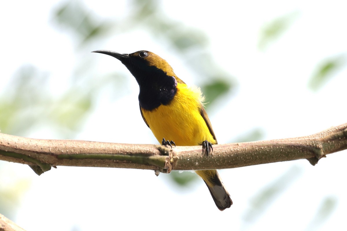 Ornate Sunbird - Peter Christiaen