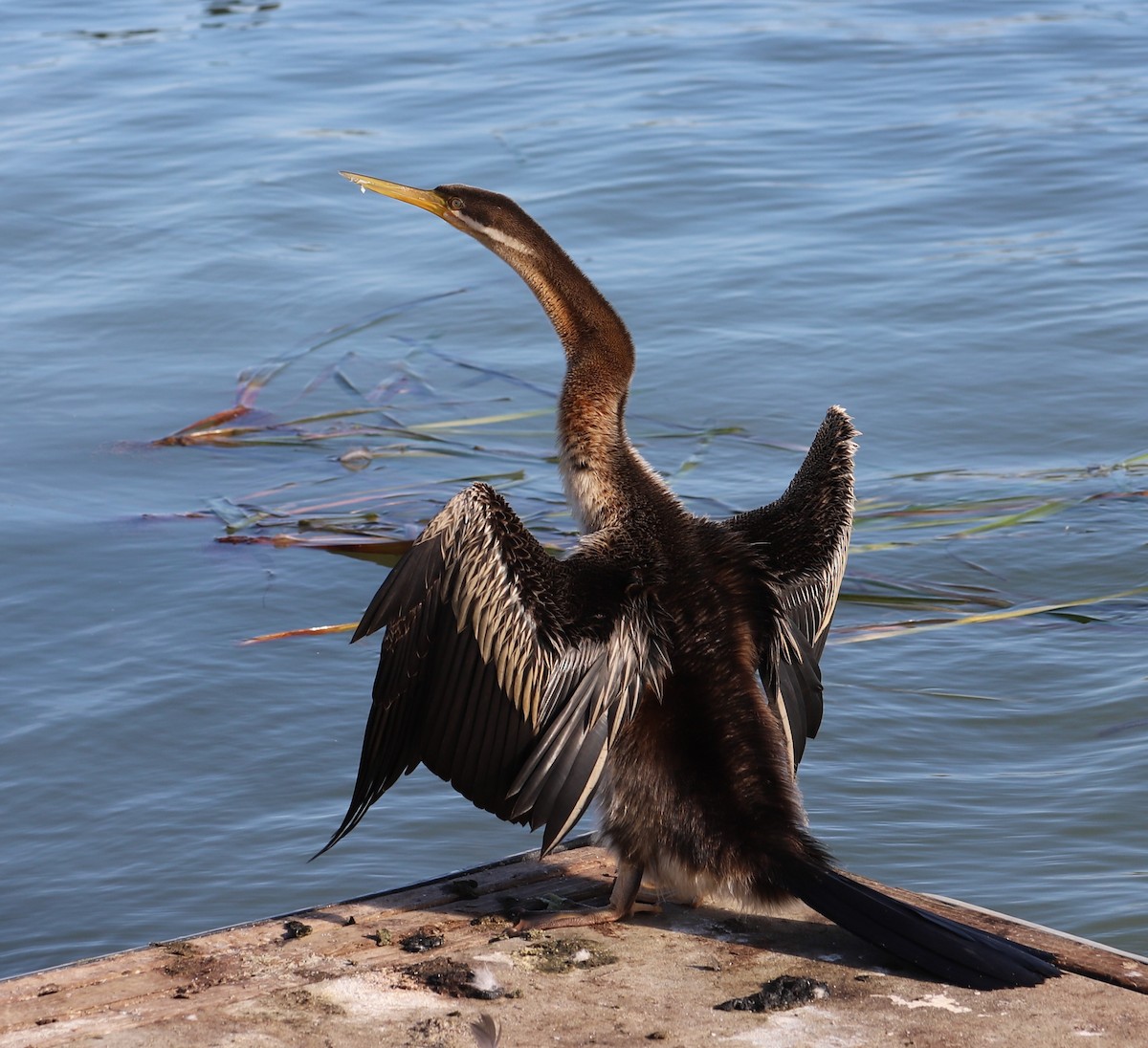 Anhinga d'Australie - ML618071135