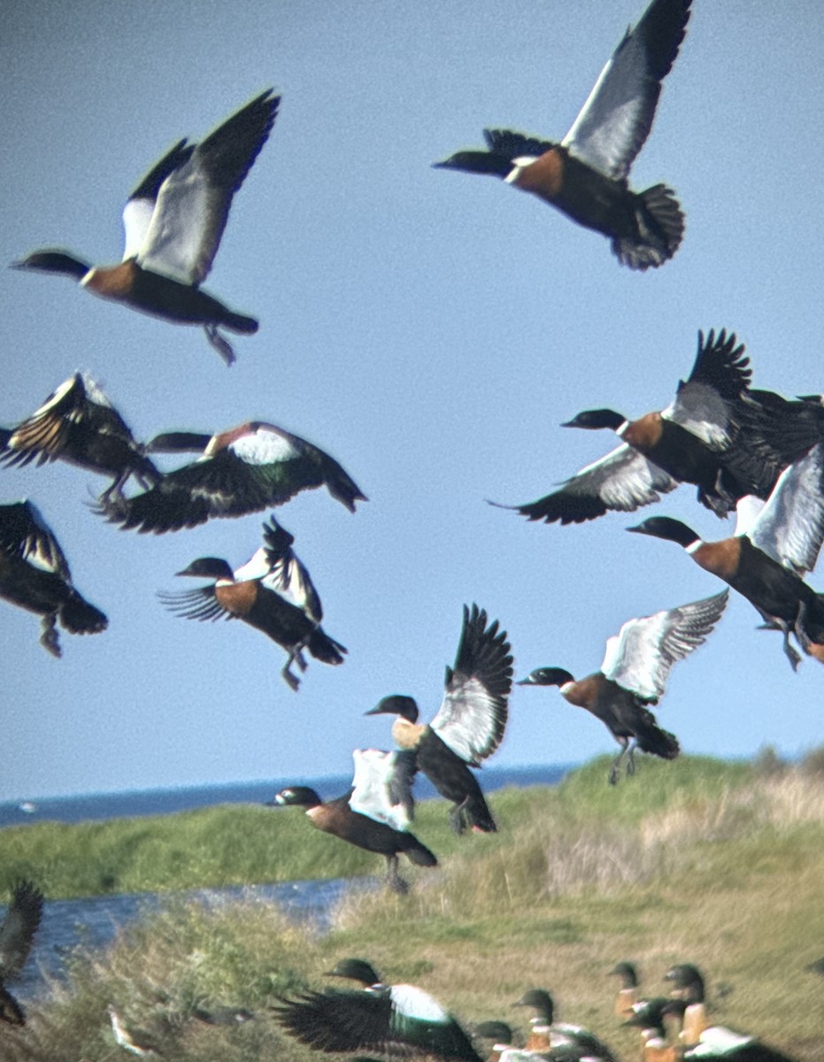 Australian Shelduck - Aaron Holschbach