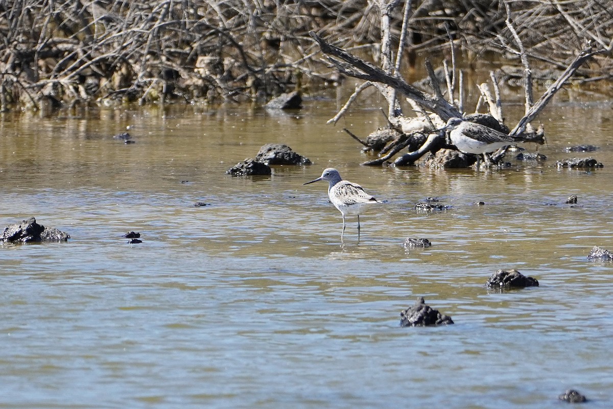 Common Greenshank - Ben Costamagna