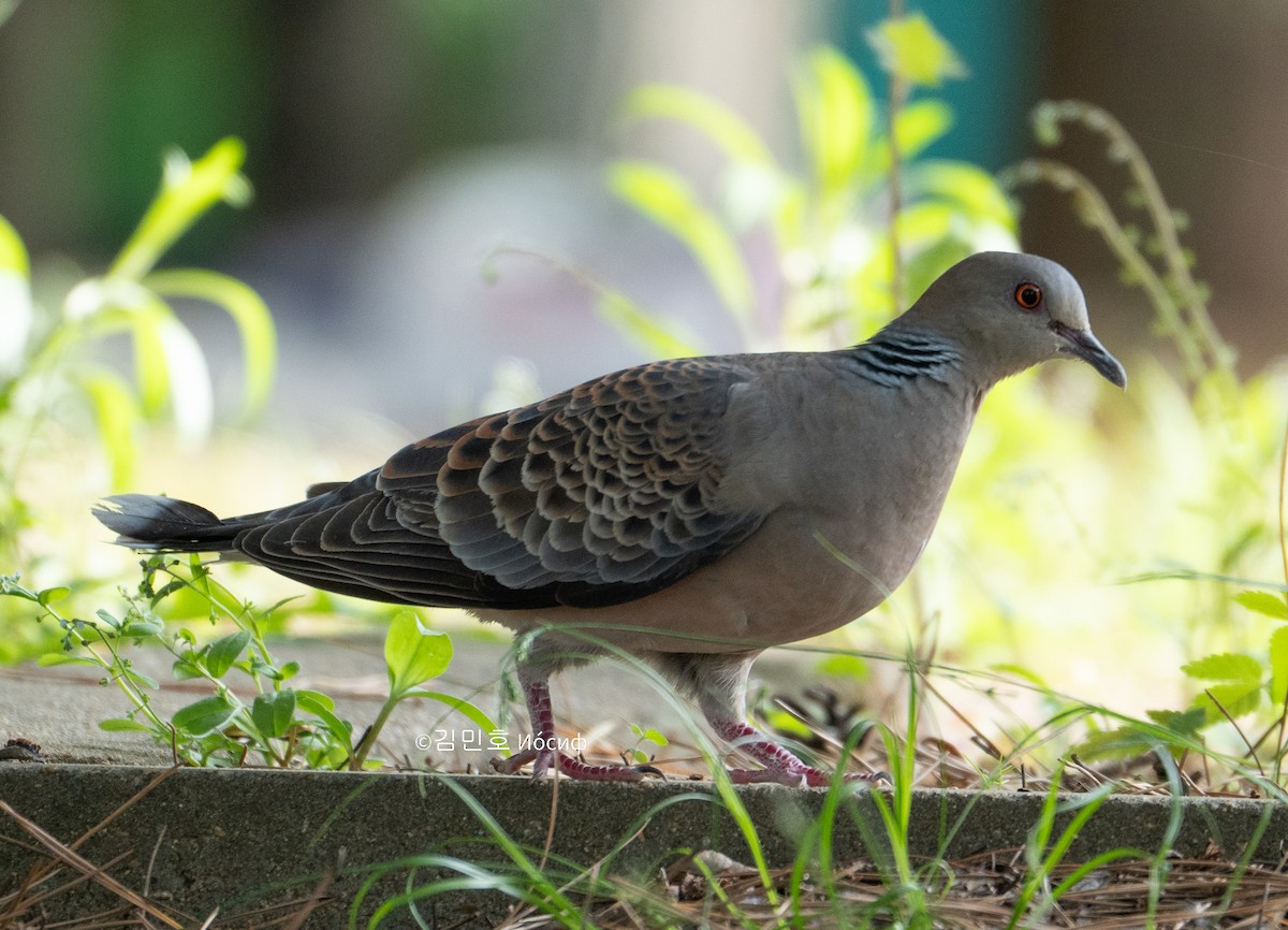 Oriental Turtle-Dove - Min-Ho Kim