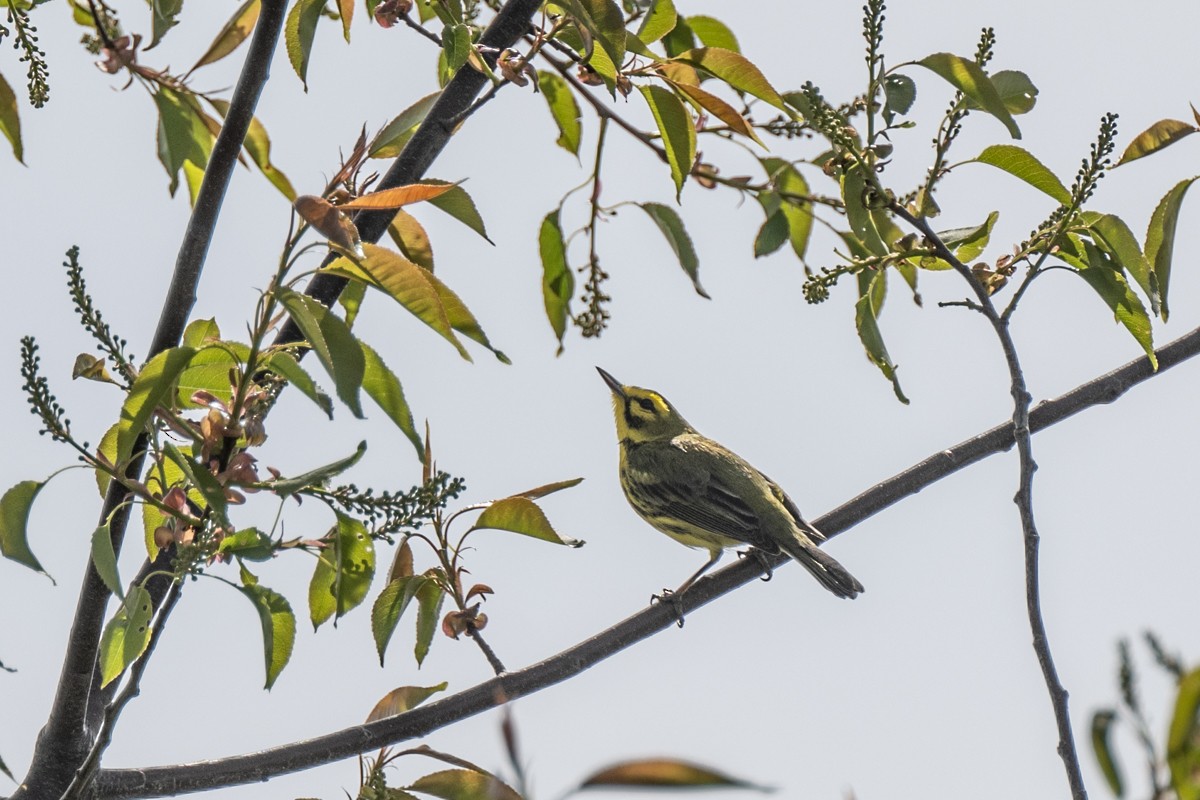 Prairie Warbler - Michael Barath