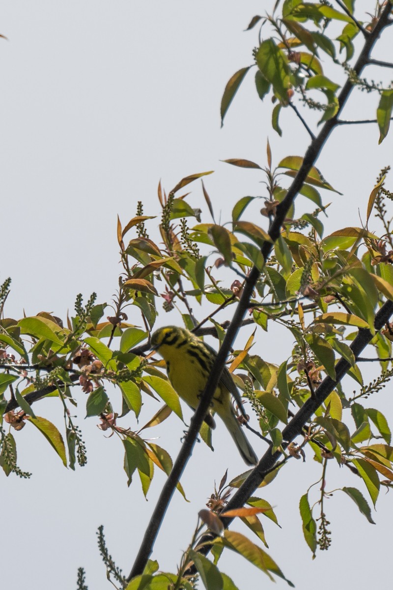 Prairie Warbler - Michael Barath