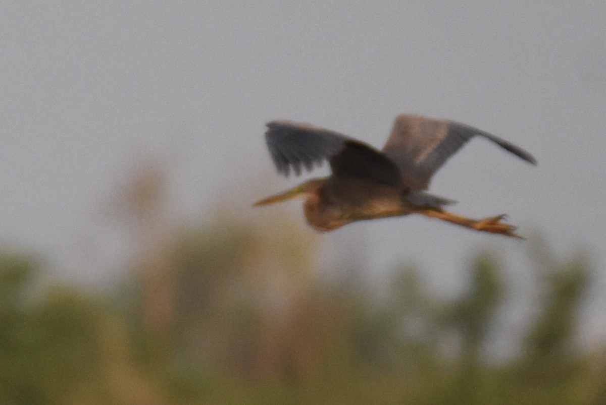 Purple Heron - ML618071184