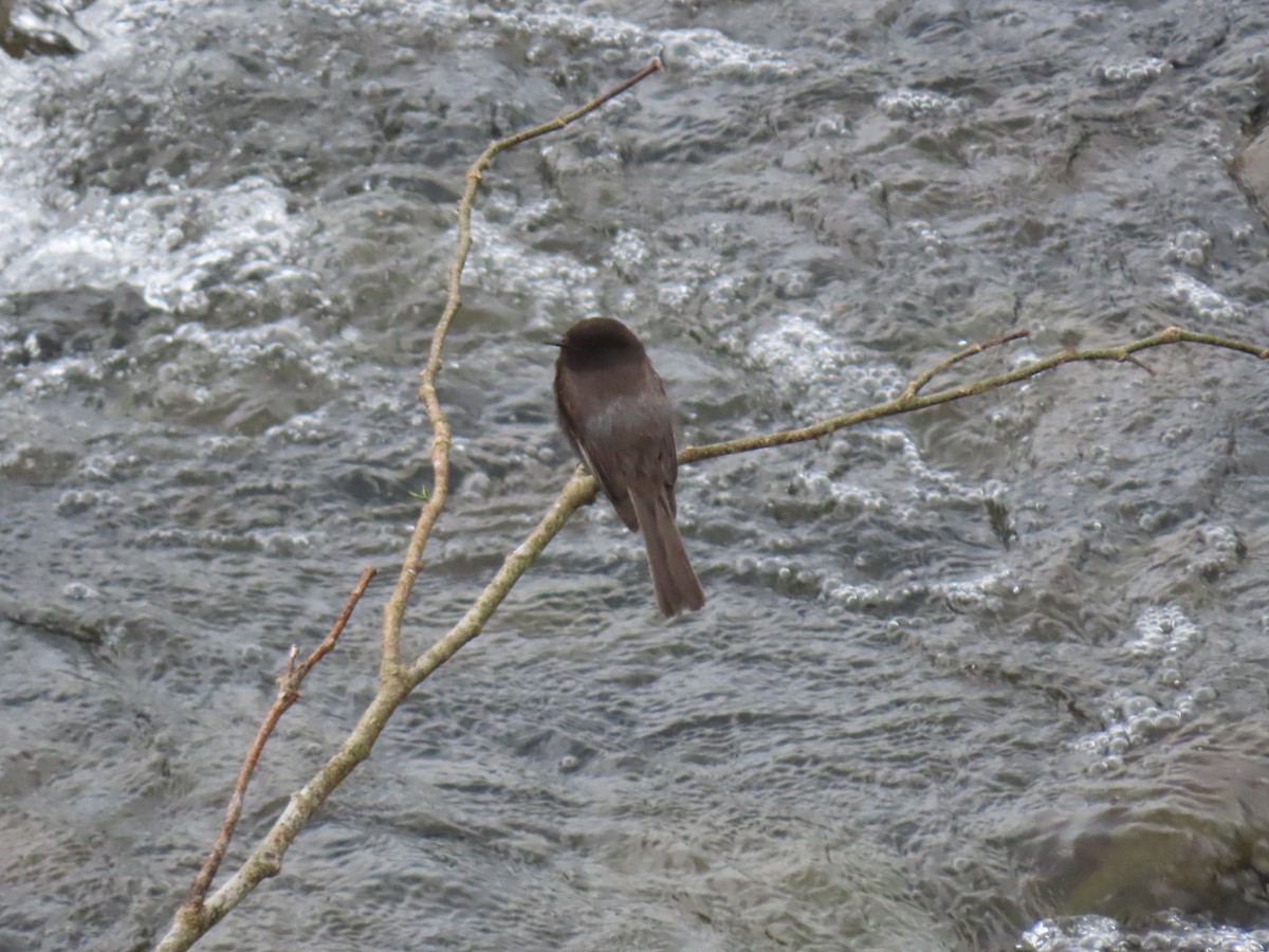 Black Phoebe - Stephen Younger