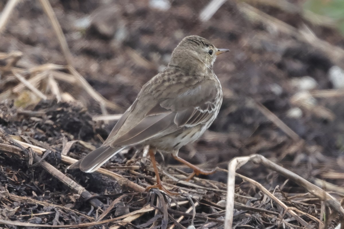 American Pipit - Fabio Olmos