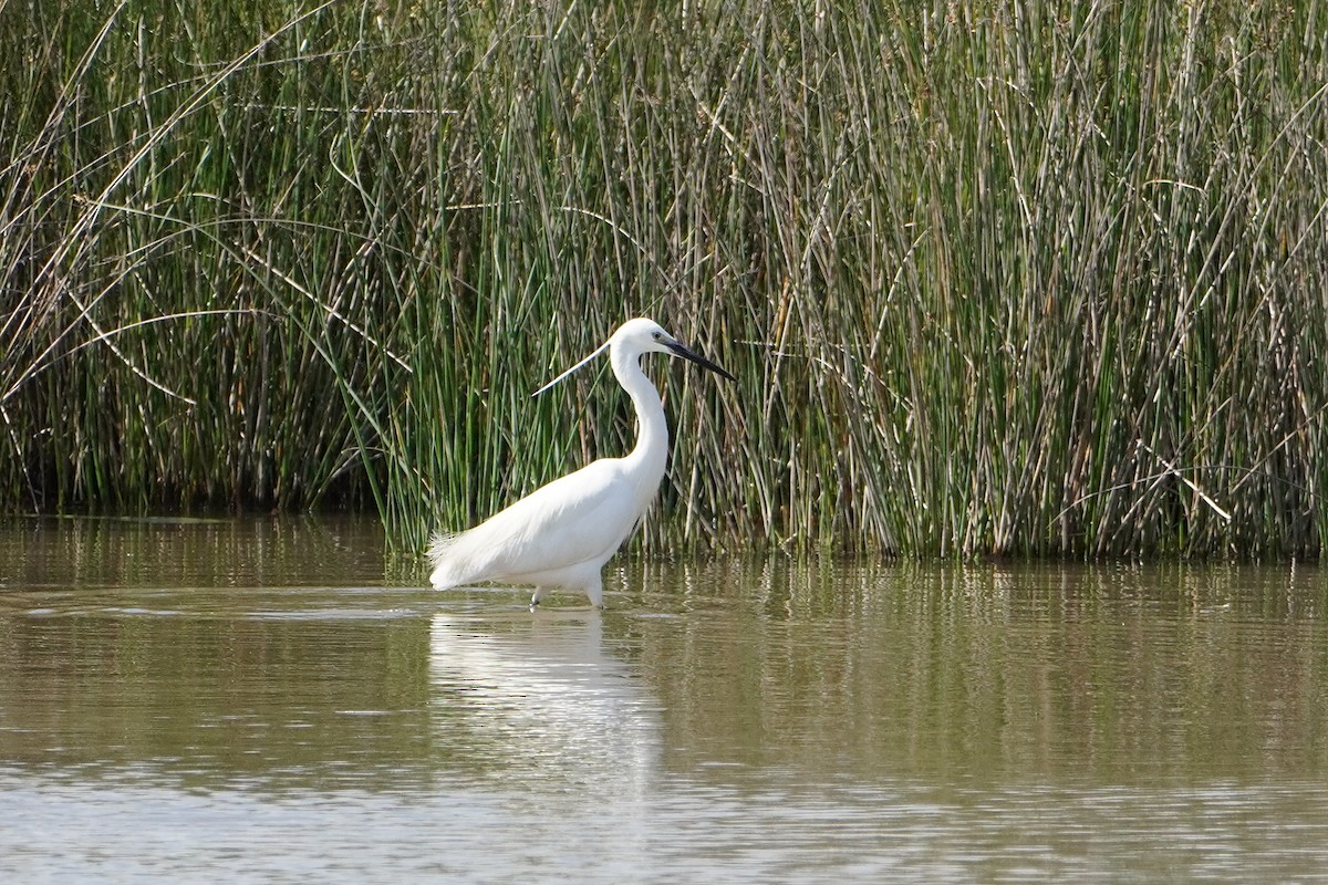 Little Egret - Ben Costamagna