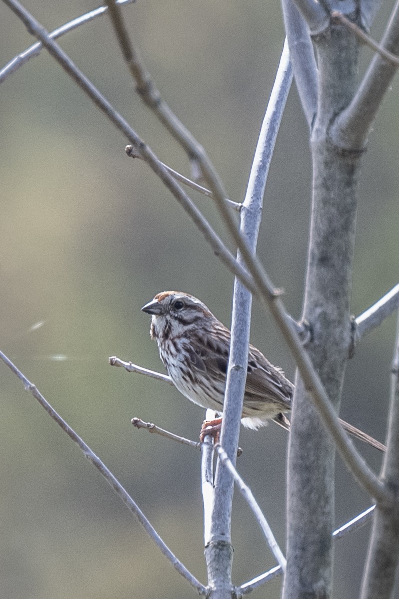 Song Sparrow - Michael Barath