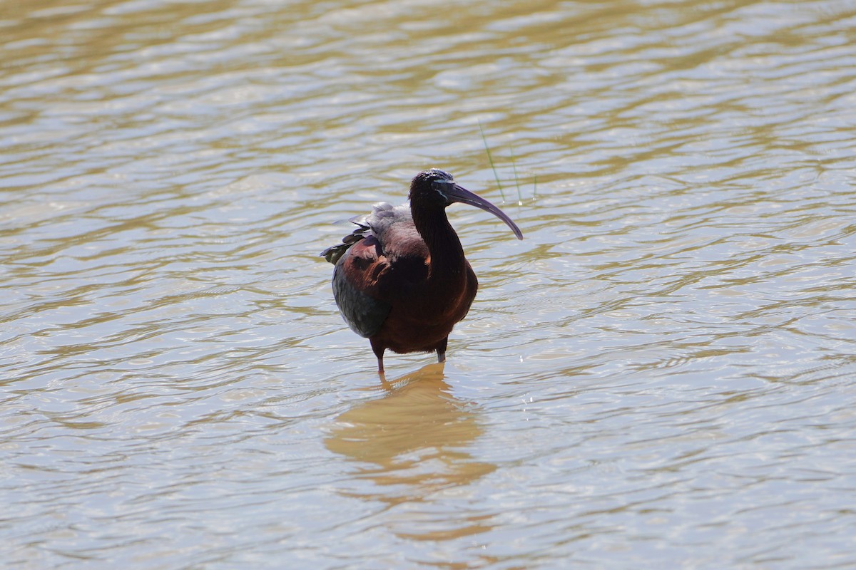 Glossy Ibis - Ben Costamagna