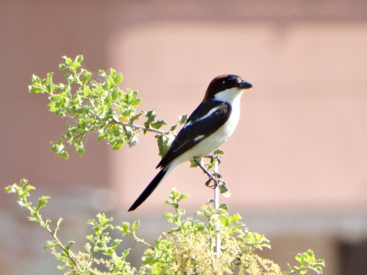 Woodchat Shrike - Mehmet Şahin Polat