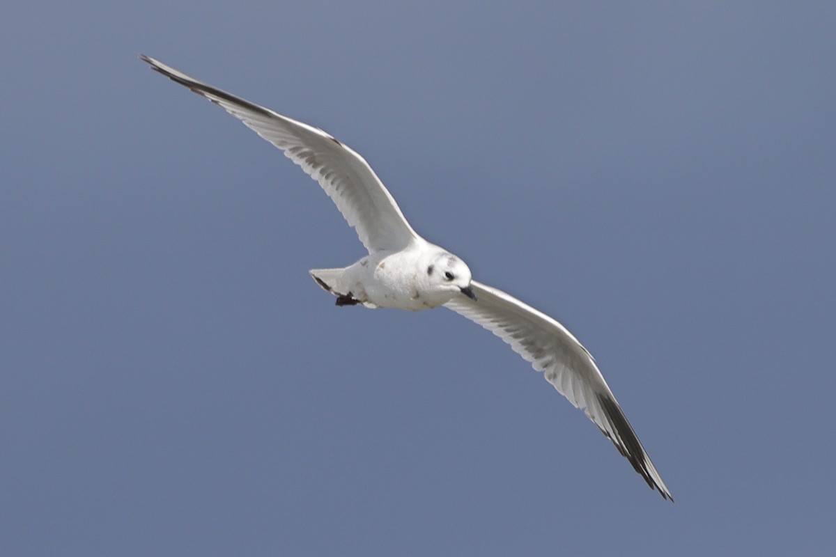 Saunders's Gull - ML618071220