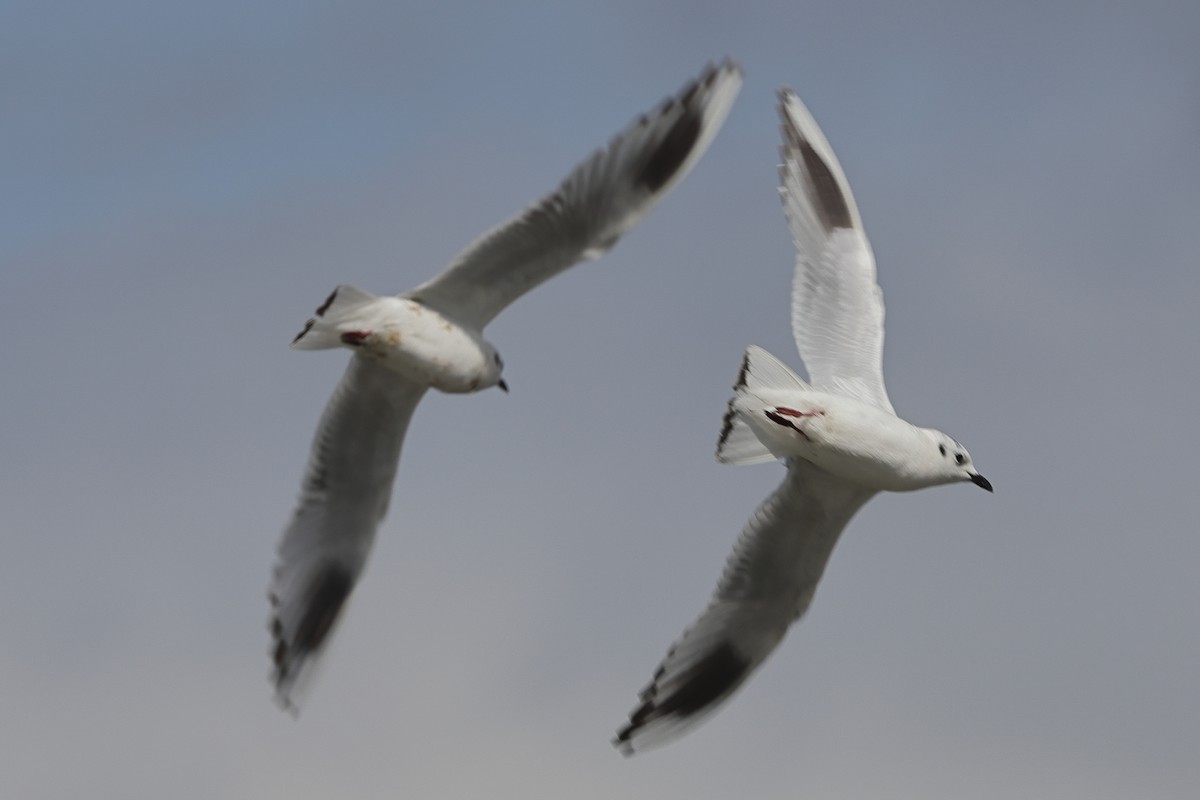 Saunders's Gull - ML618071224