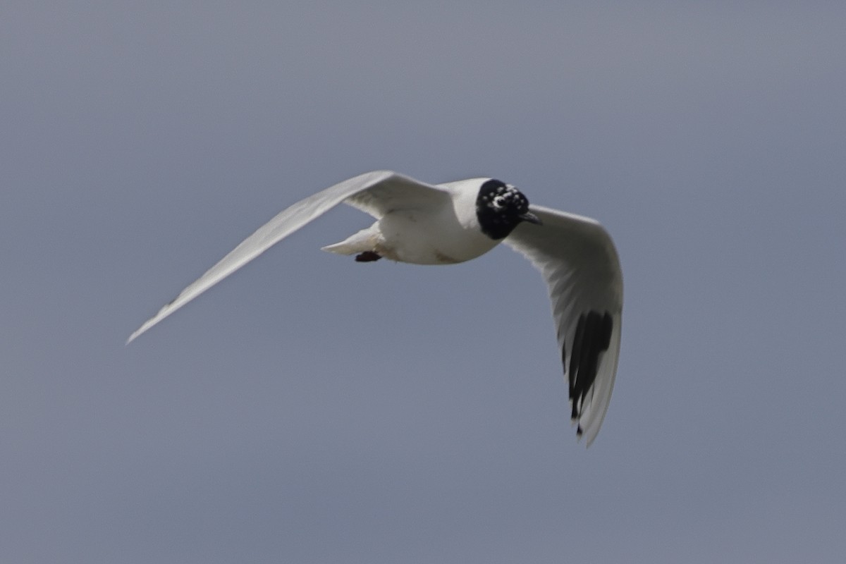 Saunders's Gull - ML618071227