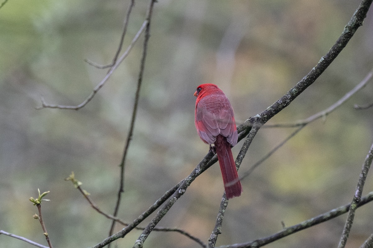 Northern Cardinal - ML618071228