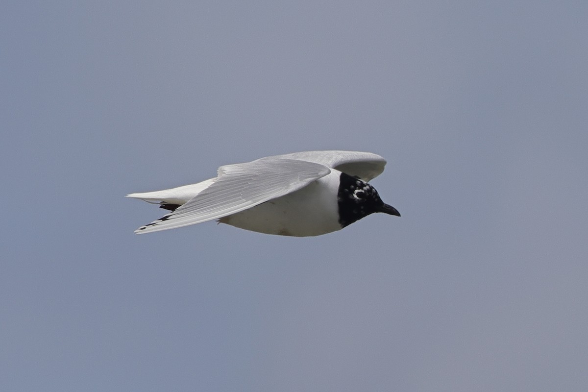 Saunders's Gull - ML618071229