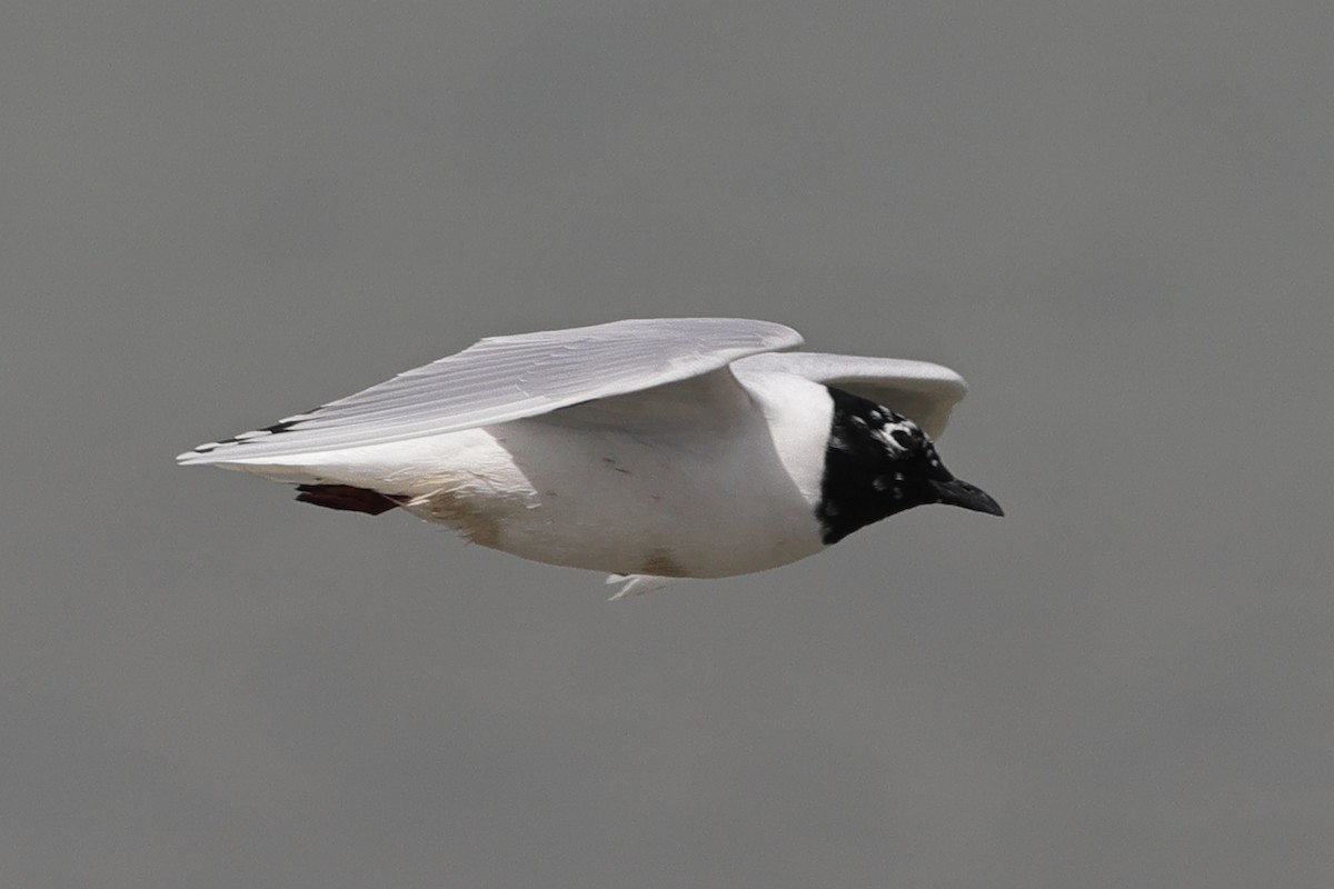 Saunders's Gull - ML618071231