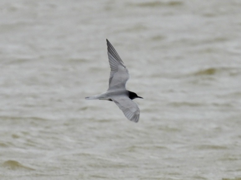 Black Tern - Stu  Buck