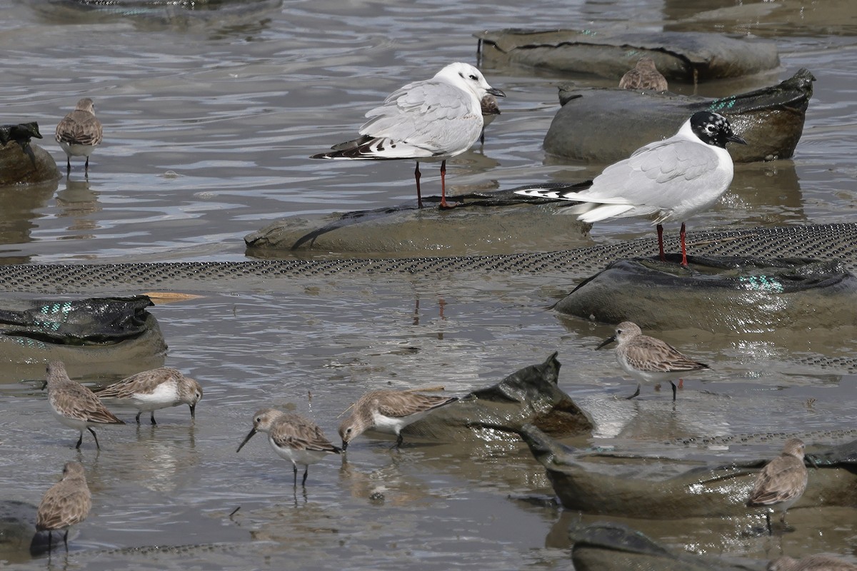 Saunders's Gull - ML618071240